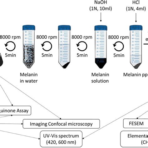 Schematic Representation Of The Procedures And Protocols Followed In