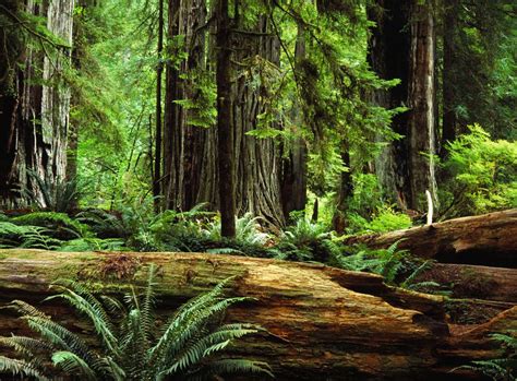 The Majestic Redwood Forest In Humboldt County California Photo