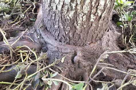 Girdling Roots Soil Compaction And Other Root Collar Problems Tree