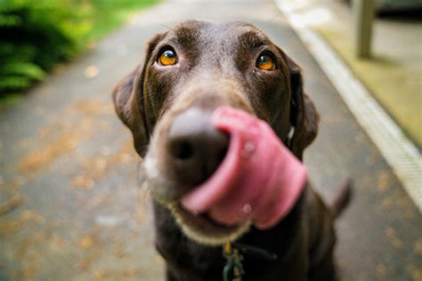 What Causes A Dogs Breath To Smell Like Poop