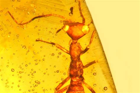 100 Million Year Old Et Like Bug Found Preserved In Amber Wired Uk