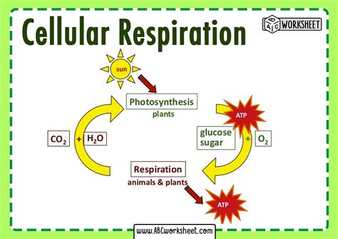 Photosynthesis And Cellular Respiration Equation