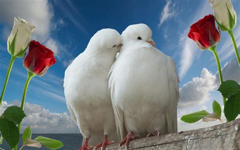 Free Download Photo And Wallpapers Love Birds Photoslove Birds