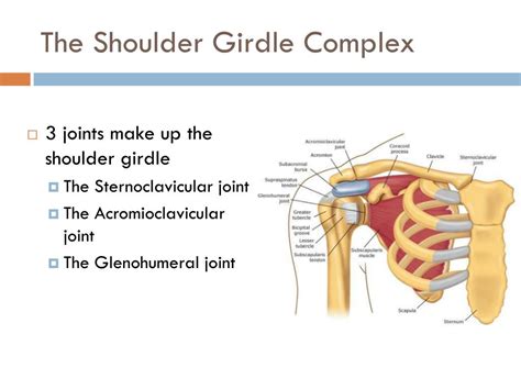 Ppt The Shoulder Powerpoint Presentation Free Download Id2207551