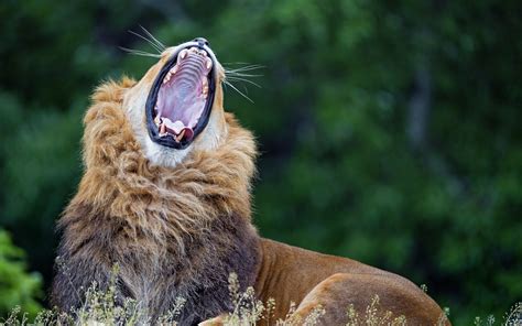 Download Wallpaper 3840x2400 Lion Yawn Predator Big Cat
