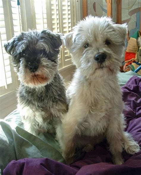 10 Unreal Schnauzer Cross Breeds You Have To See To Believe Schnoodle