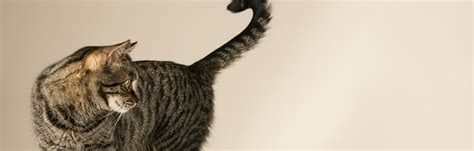 Why Is My Cat Wagging Its Tail Vets Reveal The Surprising Answer