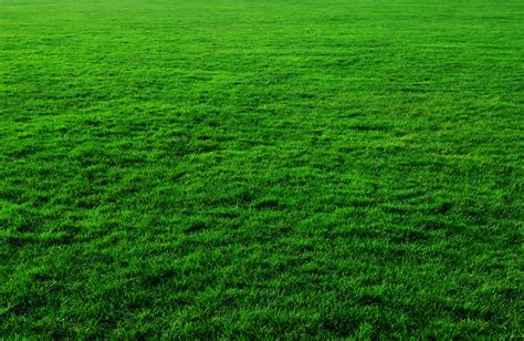 Grass Background Free Stock Photo - Public Domain Pictures