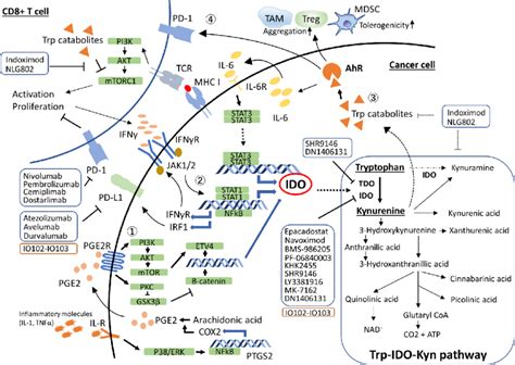 Role Of IDO In The Tumor Microenvironment The Expression Of IDO Is