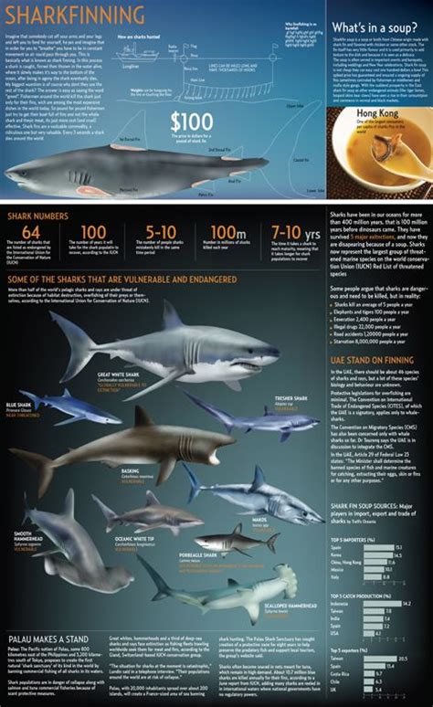 44 Sharks Infographics Ideas Shark Shark Week Shark Facts