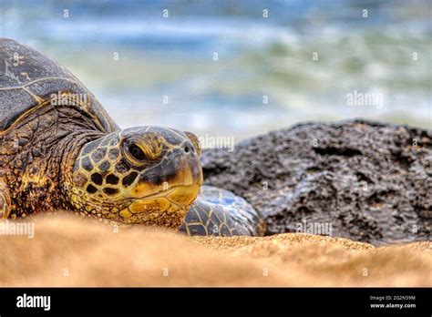 Green Sea Turtle Honu Sun Bathing In Maui Hawaii Stock Photo Alamy