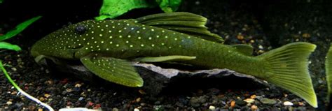 L200 Green Phantom Pleco Staketrust