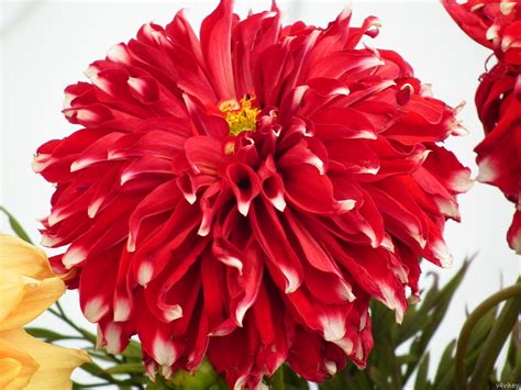 Free Photo Big Red Flower Big Bloom Flower Free Download Jooinn