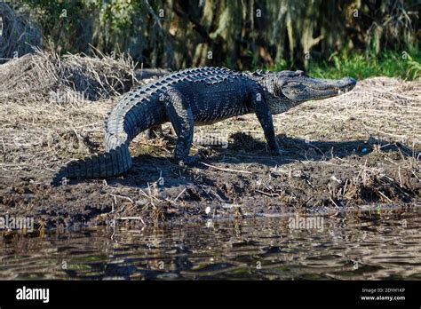 American Alligator Walking On Riverbank Moving Motion Side View