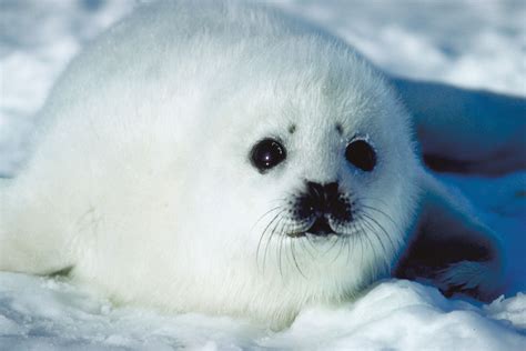 Why Do We Love Cute Things Cute Seals Harp Seal Animals