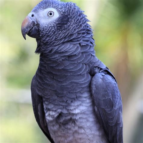 Timneh Parrot | World Parrot Trust | World Parrot Trust