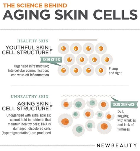 Infographic The Science Behind Aging Skin Cells Newbeauty