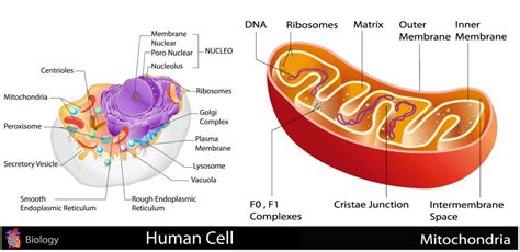 Mitochondria Are The Powerhouse Of The Cell 10 Ways To Keep Them