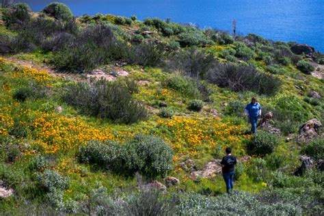 These Are The Best Wildflower Spots In Southern California Orange