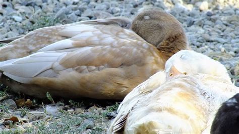 Sleepy Ducks Plum Blossom Farm