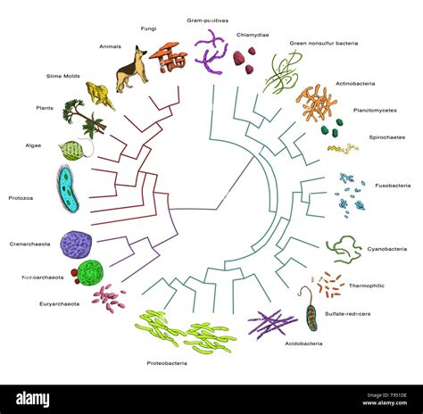 Filogenético O Evolutivo árbol Que Muestra Las Relaciones Evolutivas