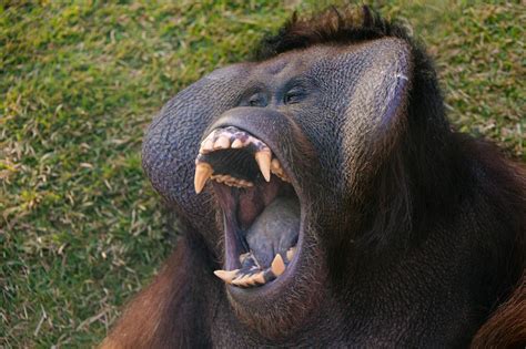 A Gorilla Showing Wide Mouth And Sharp Teeth · Free Stock Photo