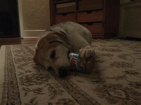 Heres A Picture Of My Dog Eating Peanut Butter Rmemeulous