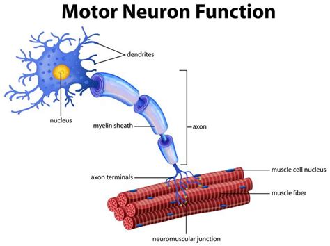 The Structure Of The Motor Neuron Infographics On Vec Vrogue Co
