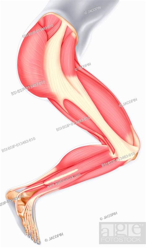 Leg Muscle Diagram Side View Classroom Sdmesa Edu Anatomy Images