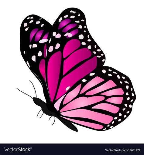 Butterfly Vector Illustration