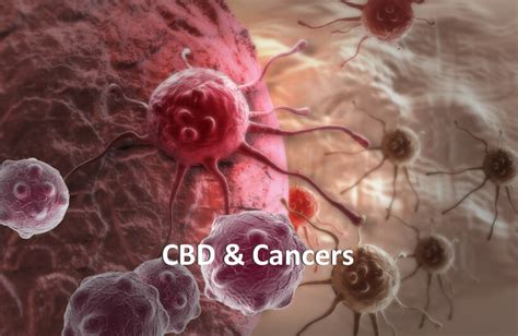 Cbd And Cancer Kannabay