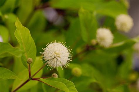 Cephalanthus Occidentalis Fiber Optics Knopfblume Park Der Gaerten