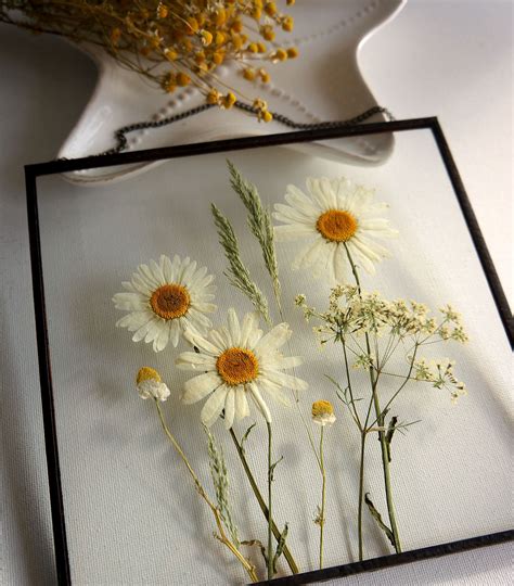 Real Pressed White Daisies Summer Flowers Gift Daisy Wall Etsy