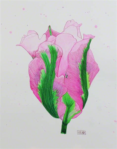 Parrot Tulip Watercolor And India Ink By Brina Beury Art Illustration