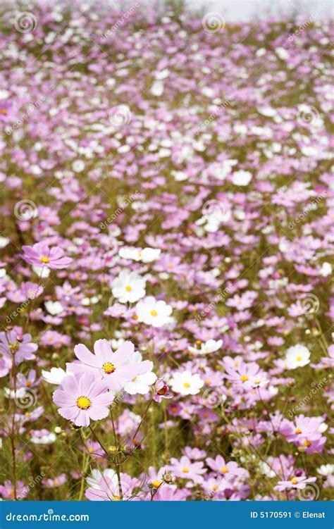 Field Of Wild Cosmos Flowers Stock Image Image Of Blossom Lots 5170591