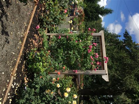 Suitable for growing into trees, trellis, or a pergola. Rose Growing & Care / 'How To' Articles / Pick a Proper ...