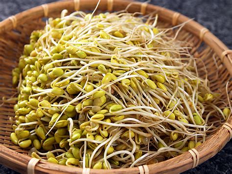 Murah meriah rasanya dijamin nikmat. Cara Membuat Toge/Cambah : Resep Tauge Dari Kacang Kedelai ...