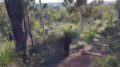 Walking Down To Piesse Brook Via The Bibbulmun Track Kalamunda Perth