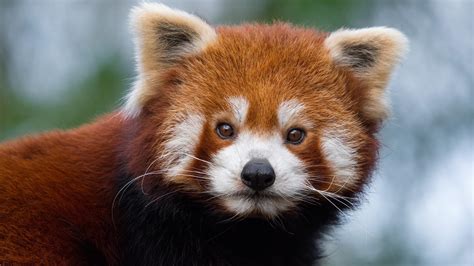 Cute Baby Red Pandas Wallpapers Bigbeamng