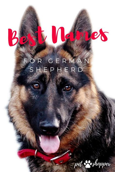 German Shepherd Names Top Best List Male Female Petshoper
