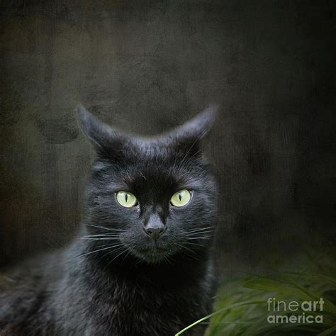 Black Cat Portrait Photograph By Eva Lechner