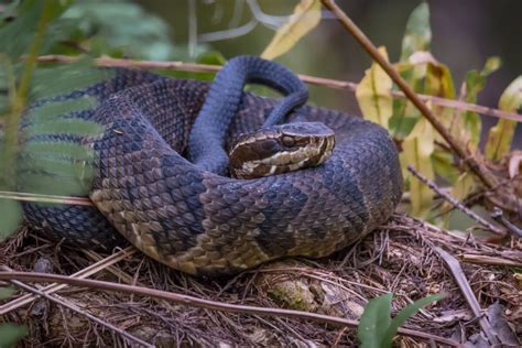 Swamp Encounters 101 Water Moccasins Vs Water Snakes Cajun