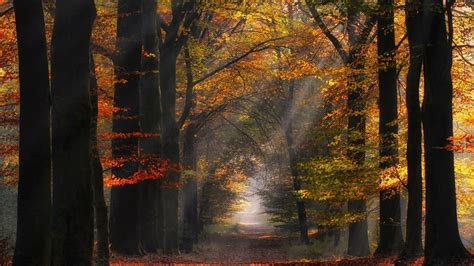 Download Sunbeam Fall Sunlight Tree Nature Forest Hd Wallpaper
