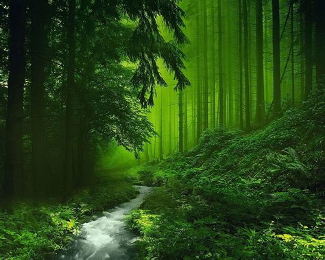 Green Forest Hd Wallpapers Wallpaper Cave