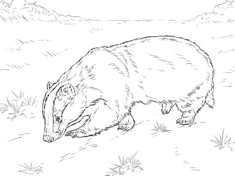 badger coloring pages    print
