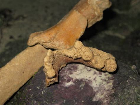 The 2000000 Year Old Bones Photo