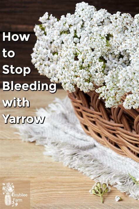 How To Stop Bleeding With Yarrow In 2021 Yarrow Herbs Yarrow Plant