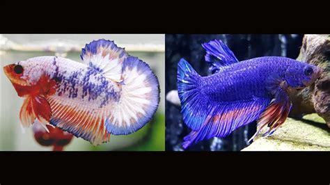 Why Does Betta Fish Change Color Betta Fish World