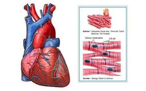 Pengertian Otot Jantung Ciri Ciri Fungsi Dan Cara Kerja Otot Jantung