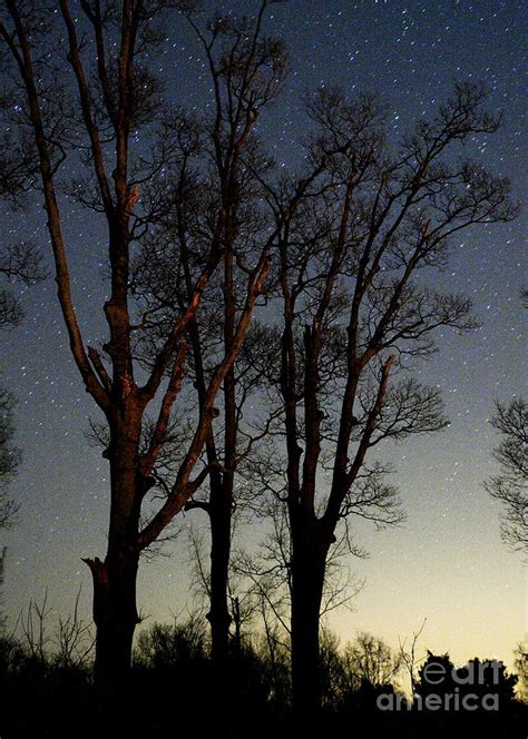 Starry Night Tree Silhouette Two Photograph By Peter Tkacz Pixels